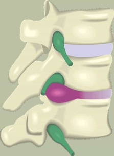 Spine segment graphic